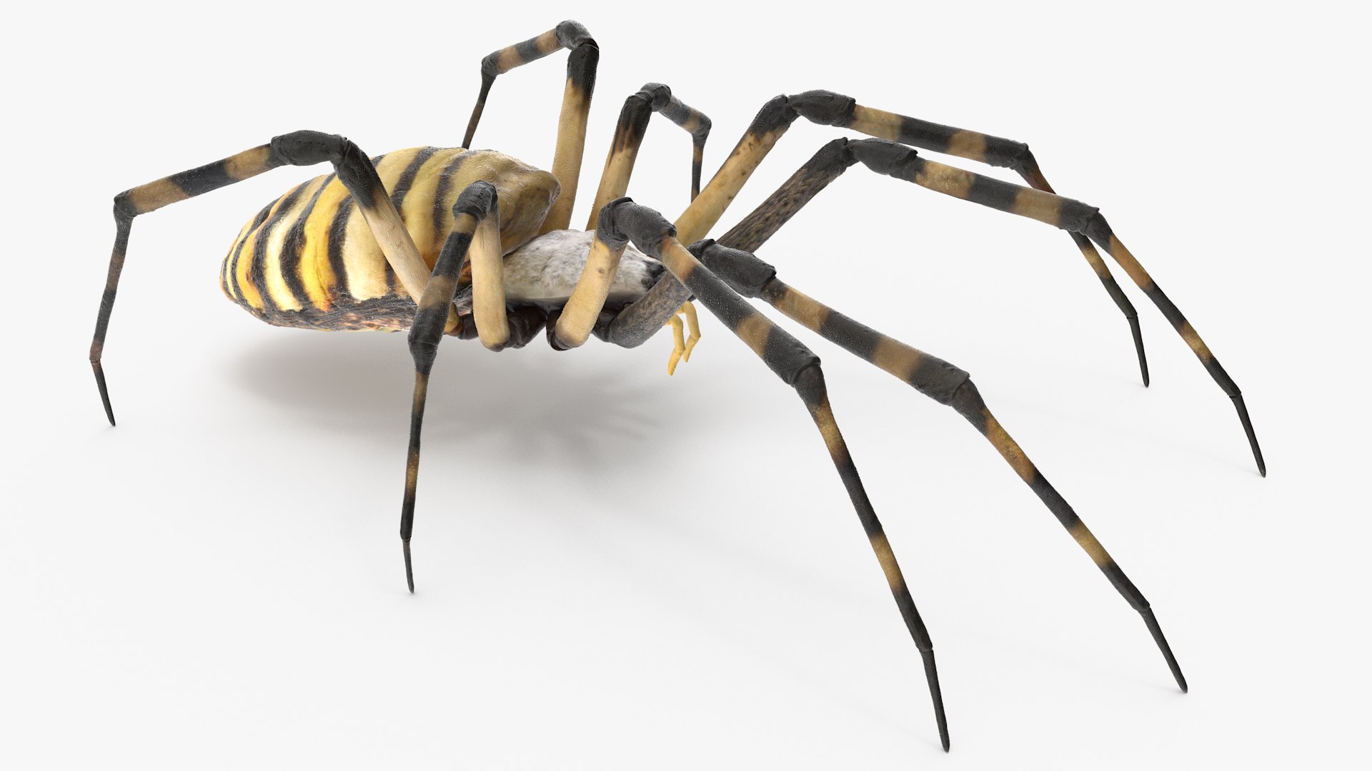 3D model Argiope Trifasciata Spider Rigged for Maya https://p.turbosquid.com/ts-thumb/Qh/lqJ01L/Iw/argiopetrifasciataspiderriggedformayac4dmodel014/jpg/1664223965/1920x1080/fit_q87/4cffd815729601730ce5b84d7c9b27c74d4d73a9/argiopetrifasciataspiderriggedformayac4dmodel014.jpg