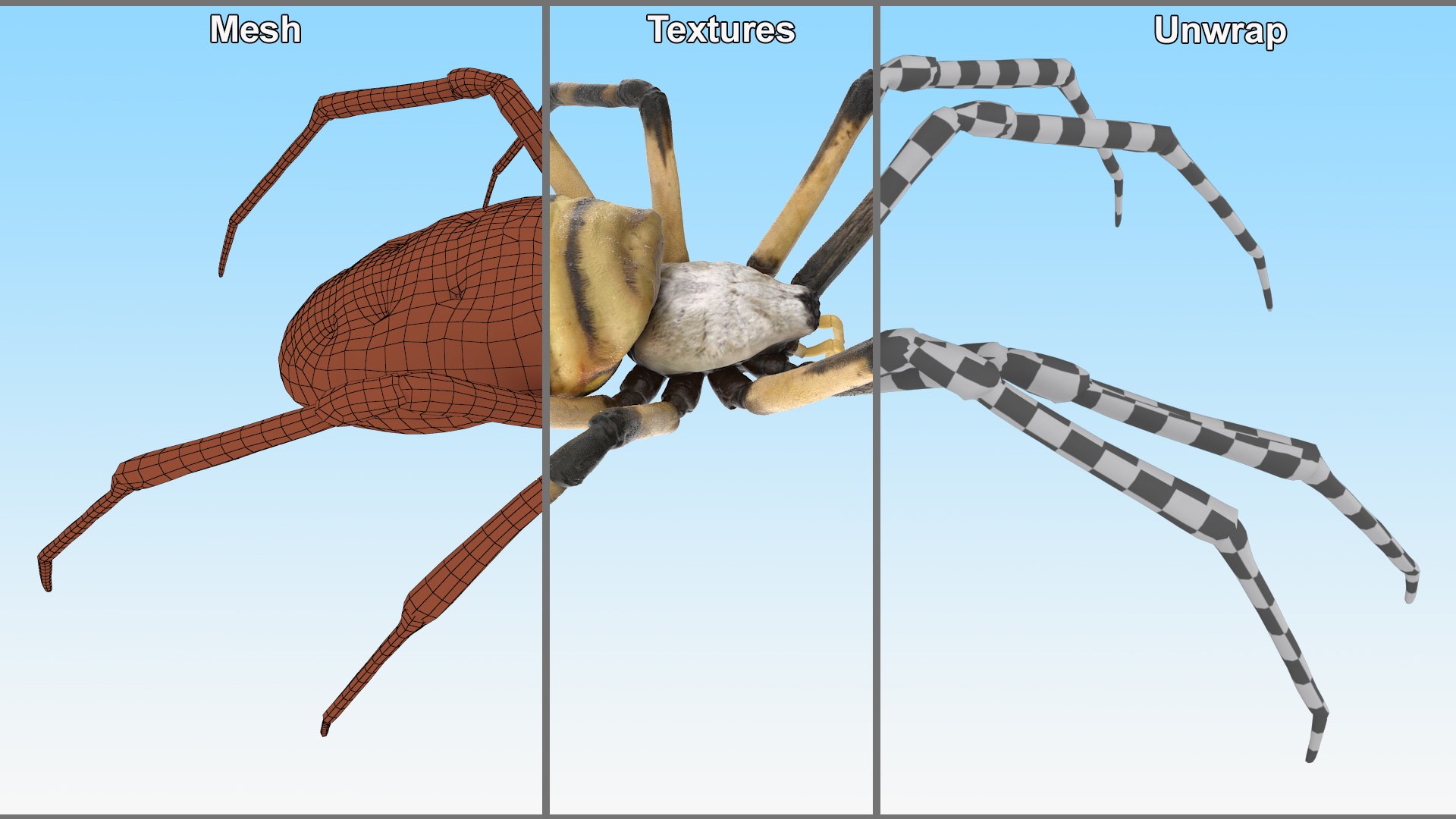 3D model Argiope Trifasciata Spider Rigged for Maya https://p.turbosquid.com/ts-thumb/Qh/lqJ01L/Re/argiopetrifasciataspiderriggedformayac4dmodel022/jpg/1664223994/1920x1080/fit_q87/bbc8ed3fc663b3678b59473706945ea0fc35f0e3/argiopetrifasciataspiderriggedformayac4dmodel022.jpg