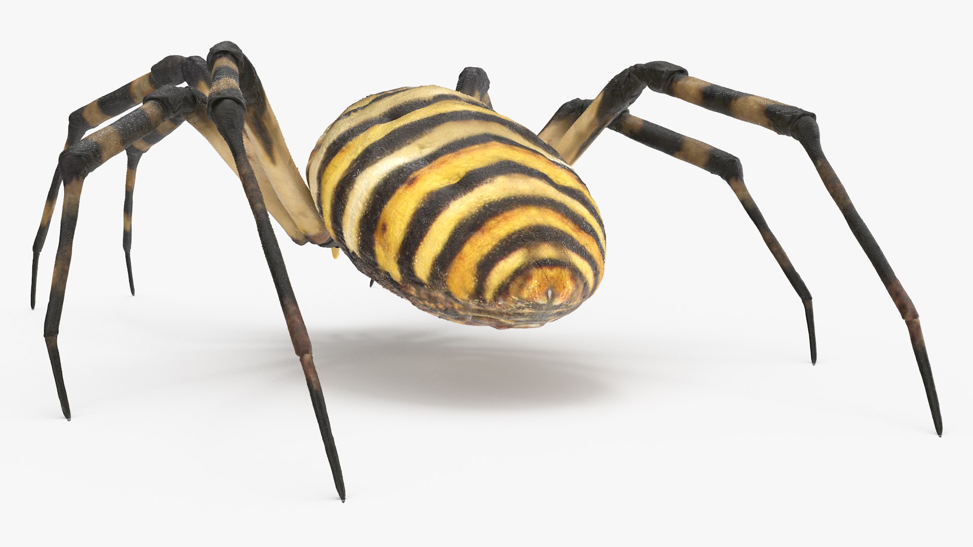 3D model Argiope Trifasciata Spider Rigged for Maya https://p.turbosquid.com/ts-thumb/Qh/lqJ01L/SG/argiopetrifasciataspiderriggedformayac4dmodel010/jpg/1664223949/1920x1080/fit_q87/f07d6c166bde3f04b206ebe73f7a18d1ff0803f3/argiopetrifasciataspiderriggedformayac4dmodel010.jpg