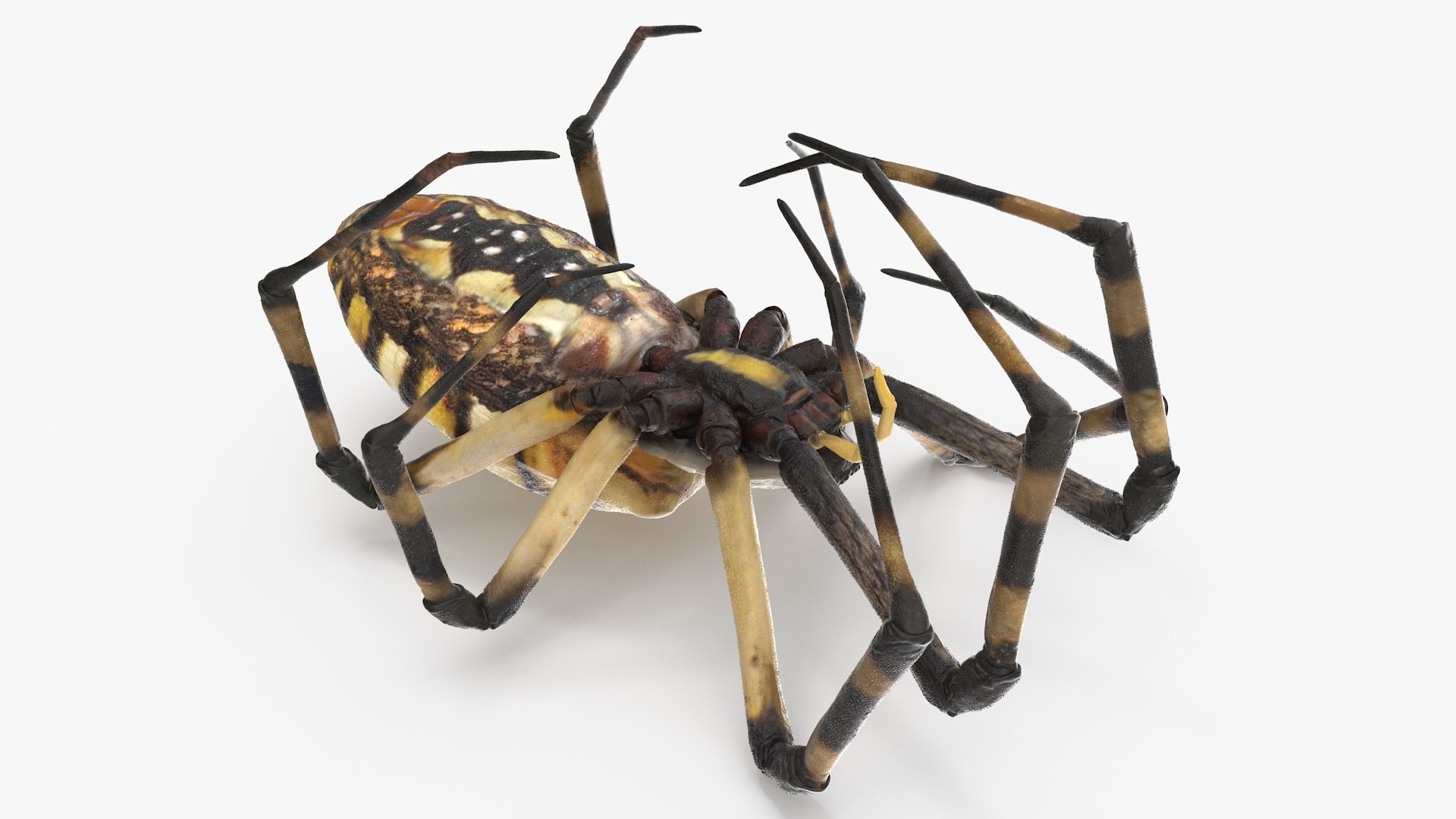 3D model Argiope Trifasciata Spider Rigged for Maya https://p.turbosquid.com/ts-thumb/Qh/lqJ01L/SW/argiopetrifasciataspiderriggedformayac4dmodel017/jpg/1664223975/1920x1080/fit_q87/007f50219874ea5265b0d7827b3c7879c4c18c81/argiopetrifasciataspiderriggedformayac4dmodel017.jpg