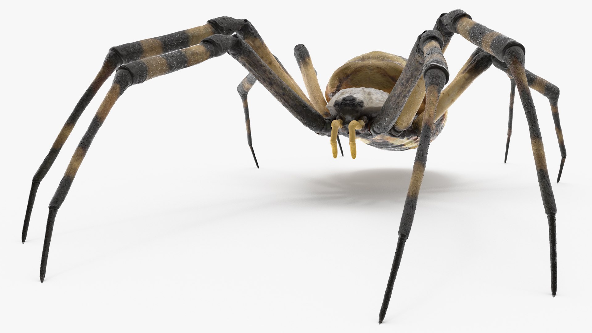 3D model Argiope Trifasciata Spider Rigged for Maya https://p.turbosquid.com/ts-thumb/Qh/lqJ01L/WR/argiopetrifasciataspiderriggedformayac4dmodel009/jpg/1664223945/1920x1080/fit_q87/d79a4e0cc2efa3e2b5cc554ea22b2ea15adb4200/argiopetrifasciataspiderriggedformayac4dmodel009.jpg