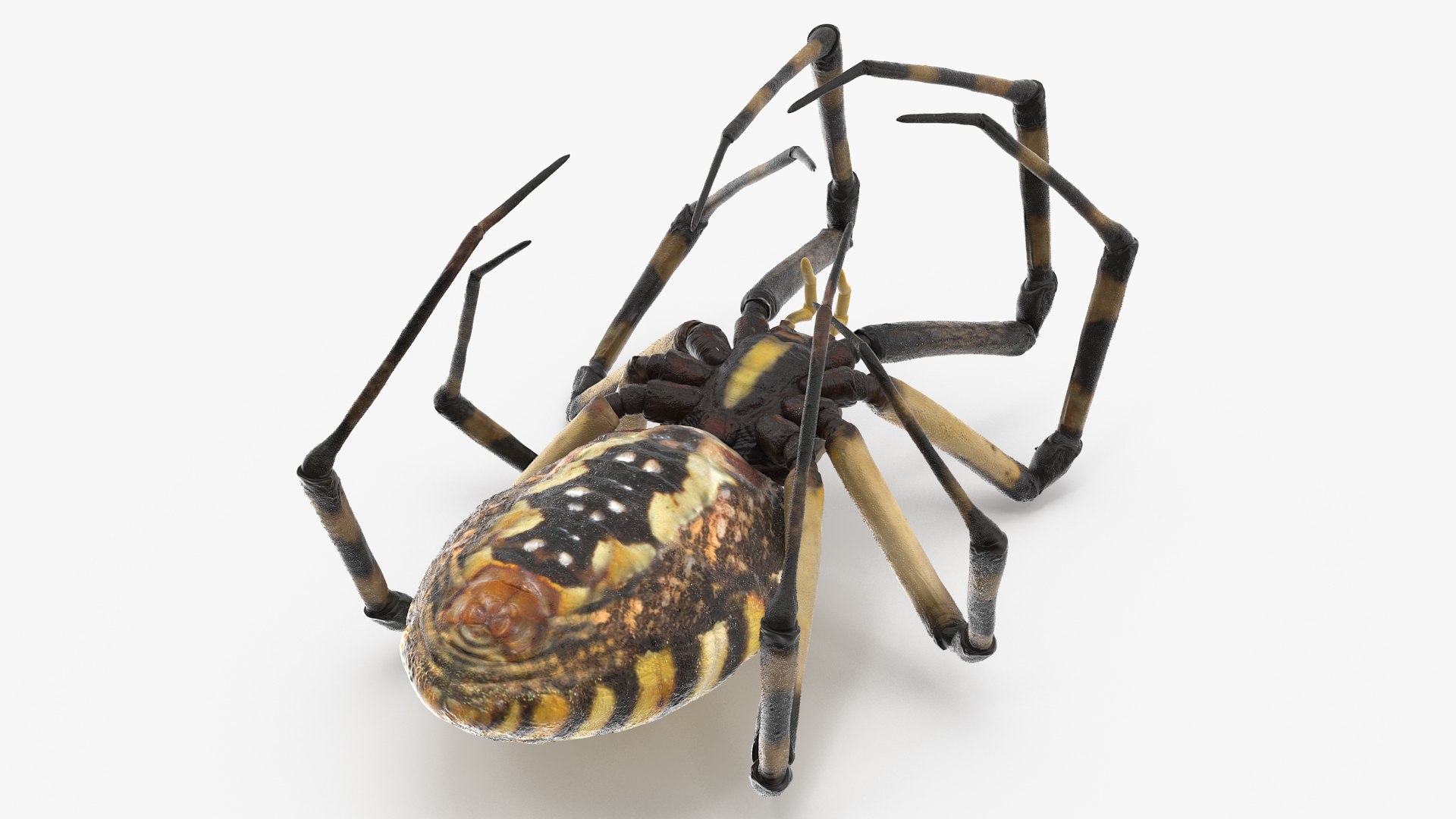 3D model Argiope Trifasciata Spider Rigged for Maya https://p.turbosquid.com/ts-thumb/Qh/lqJ01L/Yy/argiopetrifasciataspiderriggedformayac4dmodel018/jpg/1664223979/1920x1080/fit_q87/925514240487c426b17aeda7c2aa130e30eadaa2/argiopetrifasciataspiderriggedformayac4dmodel018.jpg