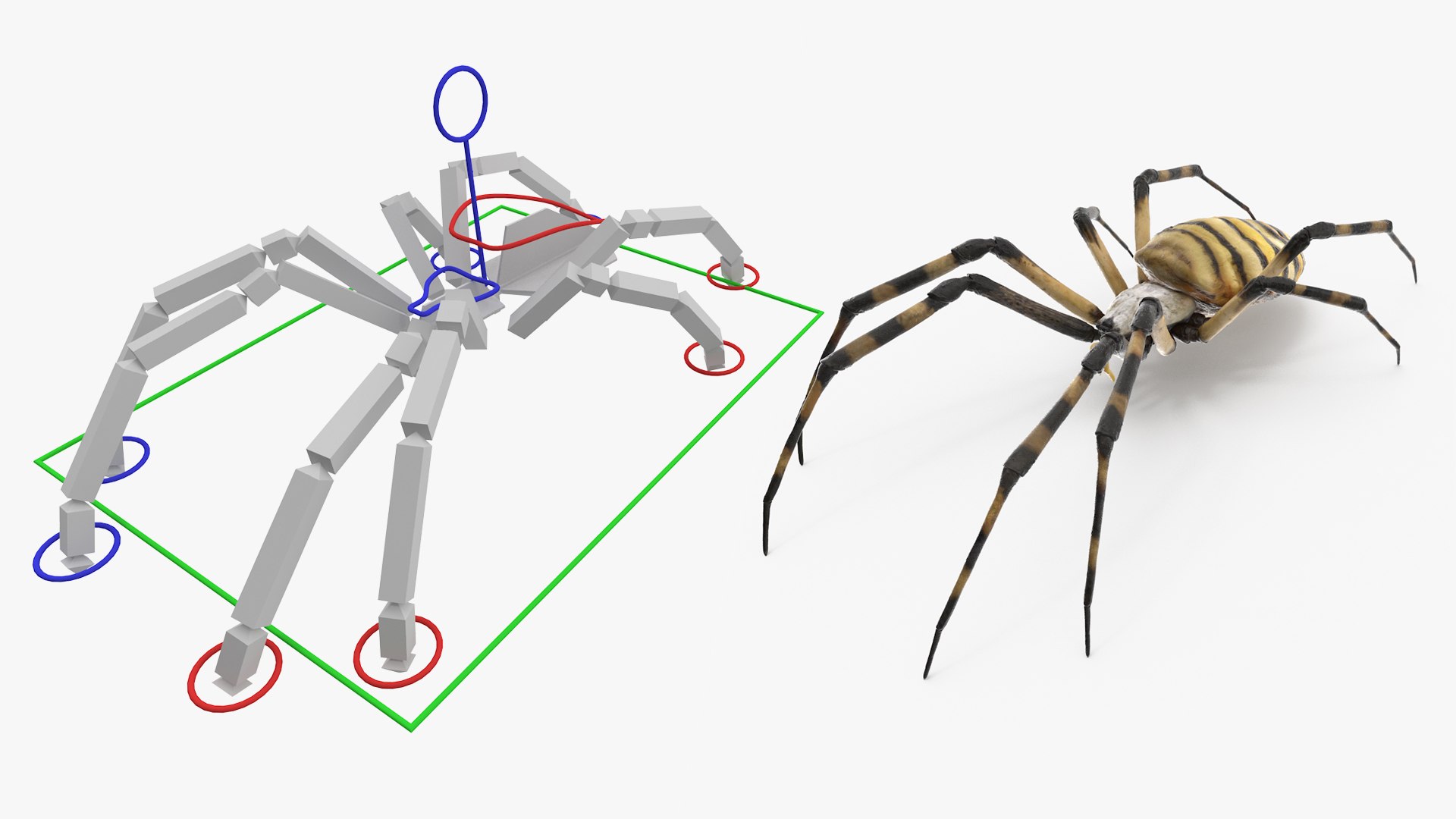 3D model Argiope Trifasciata Spider Rigged for Maya https://p.turbosquid.com/ts-thumb/Qh/lqJ01L/Yz/argiopetrifasciataspiderriggedformayac4dmodel021/jpg/1664223990/1920x1080/fit_q87/92f5a6948791b42ecc57d0a218cf1c64d167908a/argiopetrifasciataspiderriggedformayac4dmodel021.jpg