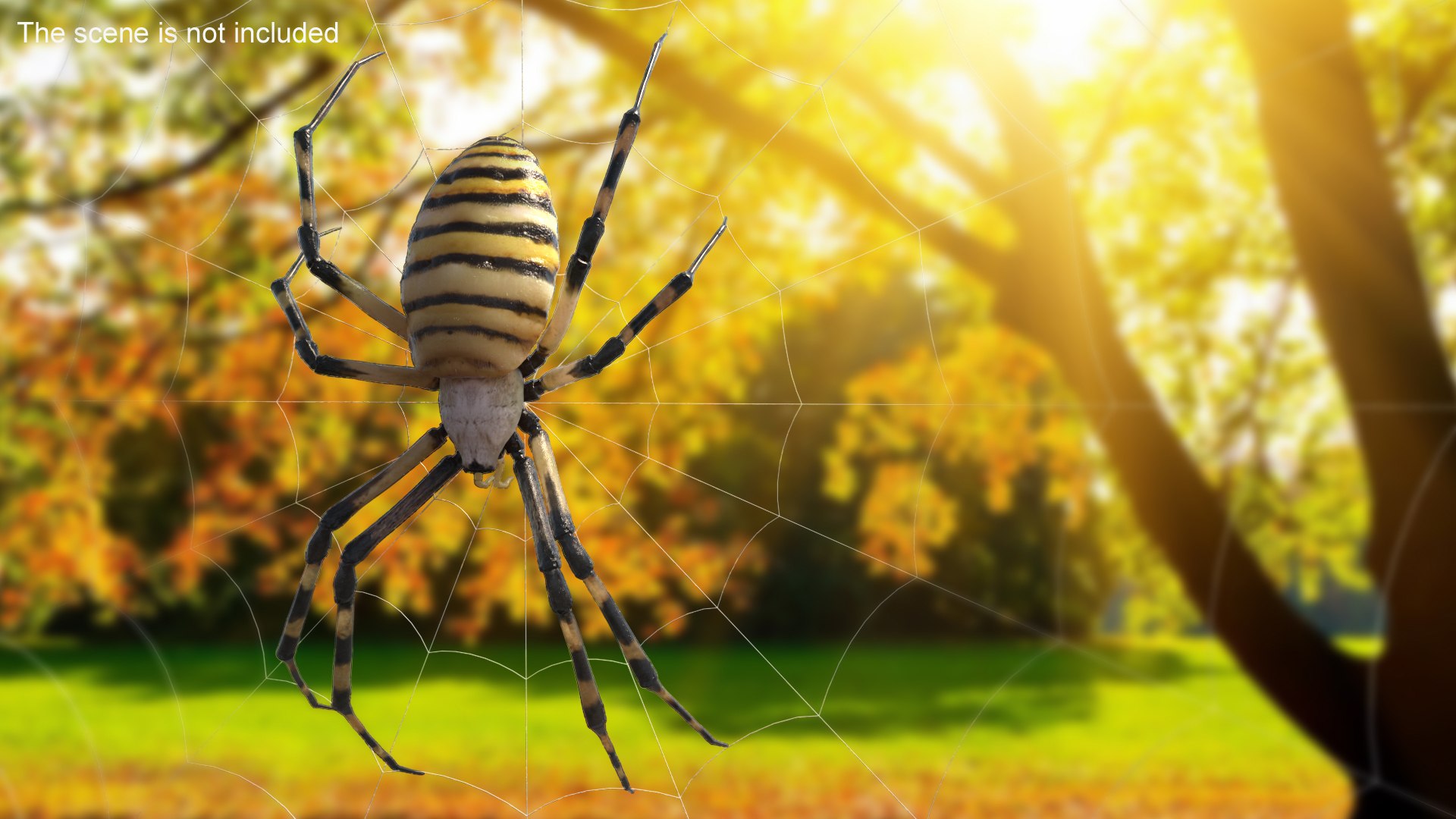 3D model Argiope Trifasciata Spider Rigged for Maya https://p.turbosquid.com/ts-thumb/Qh/lqJ01L/eW/argiopetrifasciataspiderriggedformayac4dmodel004/jpg/1664223928/1920x1080/fit_q87/b4e955e6298e822ccb3cd420b12438659a52a1e3/argiopetrifasciataspiderriggedformayac4dmodel004.jpg