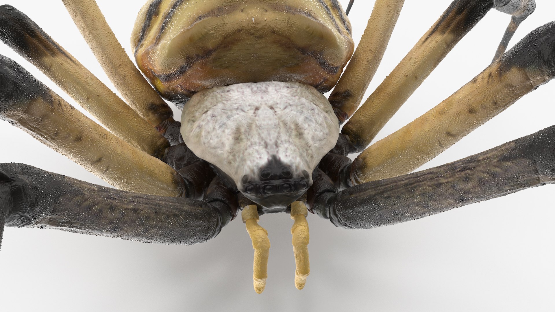 3D model Argiope Trifasciata Spider Rigged for Maya https://p.turbosquid.com/ts-thumb/Qh/lqJ01L/fC/argiopetrifasciataspiderriggedformayac4dmodel011/jpg/1664223954/1920x1080/fit_q87/33d47c5c1eab8c8e836cdd6a13448bf733b3aab6/argiopetrifasciataspiderriggedformayac4dmodel011.jpg