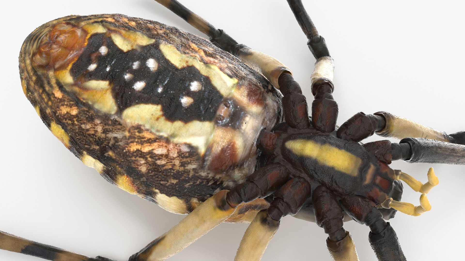 3D model Argiope Trifasciata Spider Rigged for Maya https://p.turbosquid.com/ts-thumb/Qh/lqJ01L/hs/argiopetrifasciataspiderriggedformayac4dmodel013/jpg/1664223961/1920x1080/fit_q87/01607f71c32e2ee1feb9624970605e61c5e5242a/argiopetrifasciataspiderriggedformayac4dmodel013.jpg