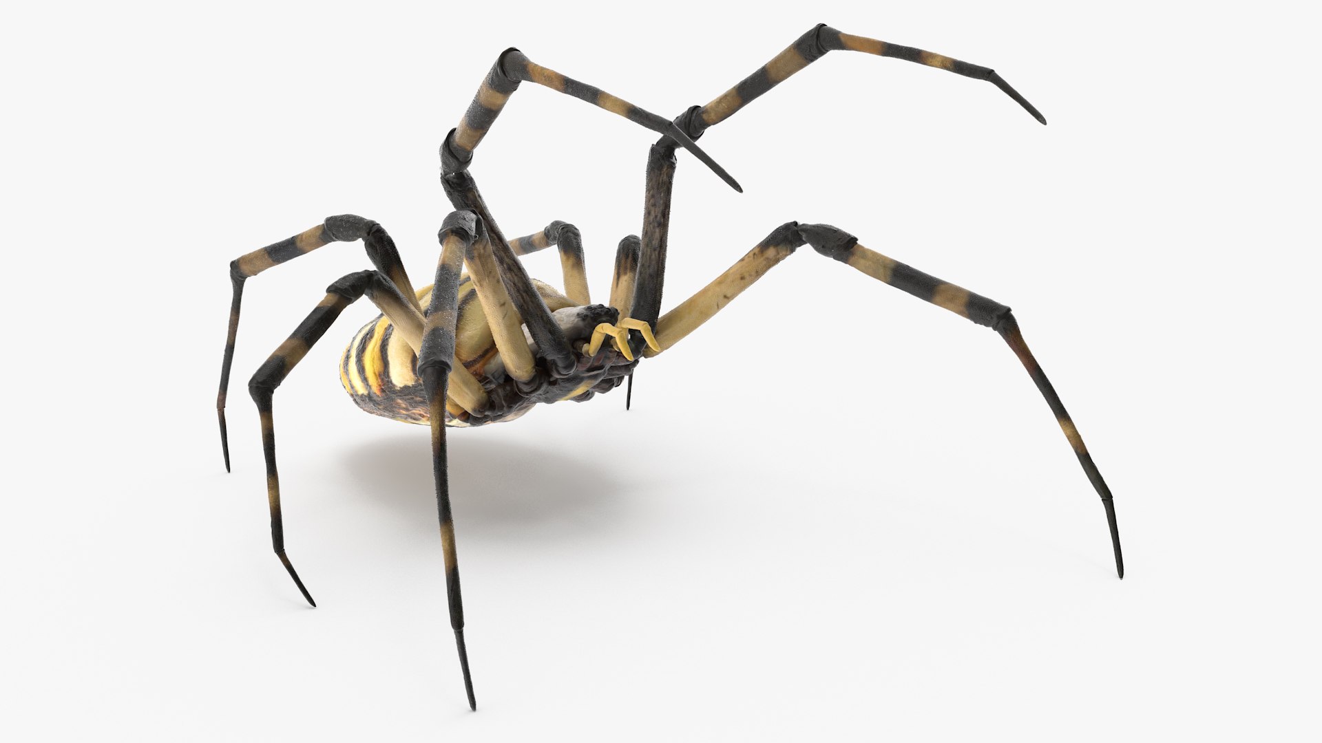 3D model Argiope Trifasciata Spider Rigged for Maya https://p.turbosquid.com/ts-thumb/Qh/lqJ01L/oK/argiopetrifasciataspiderriggedformayac4dmodel015/jpg/1664223969/1920x1080/fit_q87/4a7c7463130babba887e0445a7dd3bc36d58c708/argiopetrifasciataspiderriggedformayac4dmodel015.jpg