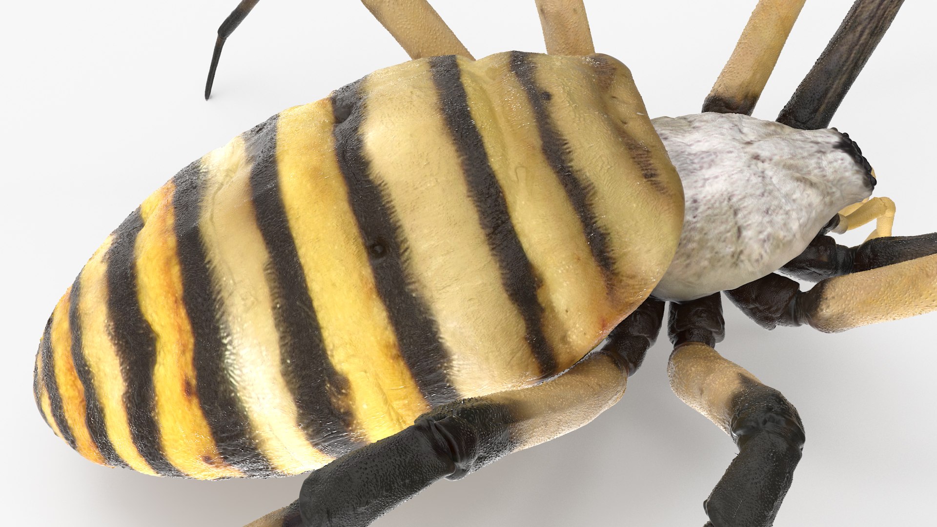 3D model Argiope Trifasciata Spider Rigged for Maya https://p.turbosquid.com/ts-thumb/Qh/lqJ01L/un/argiopetrifasciataspiderriggedformayac4dmodel012/jpg/1664223957/1920x1080/fit_q87/05491d4bb69f214e7b22005dcee130e0b40777ec/argiopetrifasciataspiderriggedformayac4dmodel012.jpg