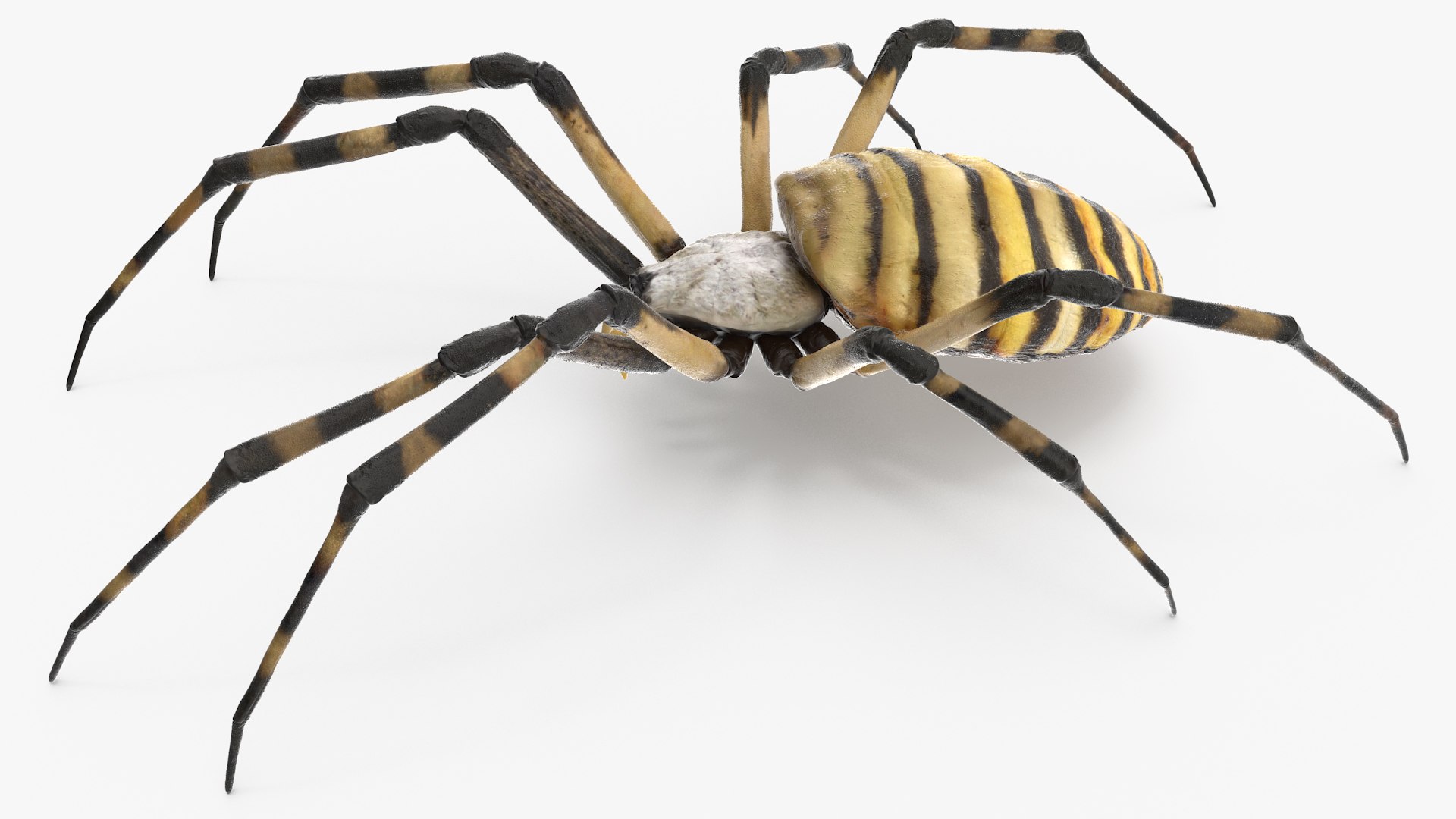 3D model Argiope Trifasciata Spider Rigged for Maya https://p.turbosquid.com/ts-thumb/Qh/lqJ01L/w7/argiopetrifasciataspiderriggedformayac4dmodel007/jpg/1664223939/1920x1080/fit_q87/11dc8963a49f3d1ce594165fc883c6608510fceb/argiopetrifasciataspiderriggedformayac4dmodel007.jpg