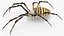 Argiope Trifasciata Spider Rigged per Maya