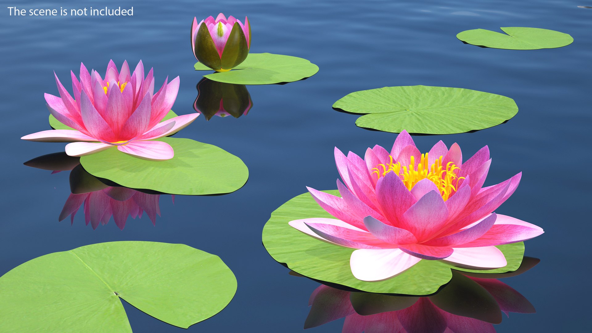 water lily leaf set 3D https://p.turbosquid.com/ts-thumb/Qh/vef6gU/5xxdLrfv/waterlilyleafsetvray3dmodel002/jpg/1588209326/1920x1080/fit_q87/b6aecdc68a6e225e31aabdbf5014f9dcc3028138/waterlilyleafsetvray3dmodel002.jpg