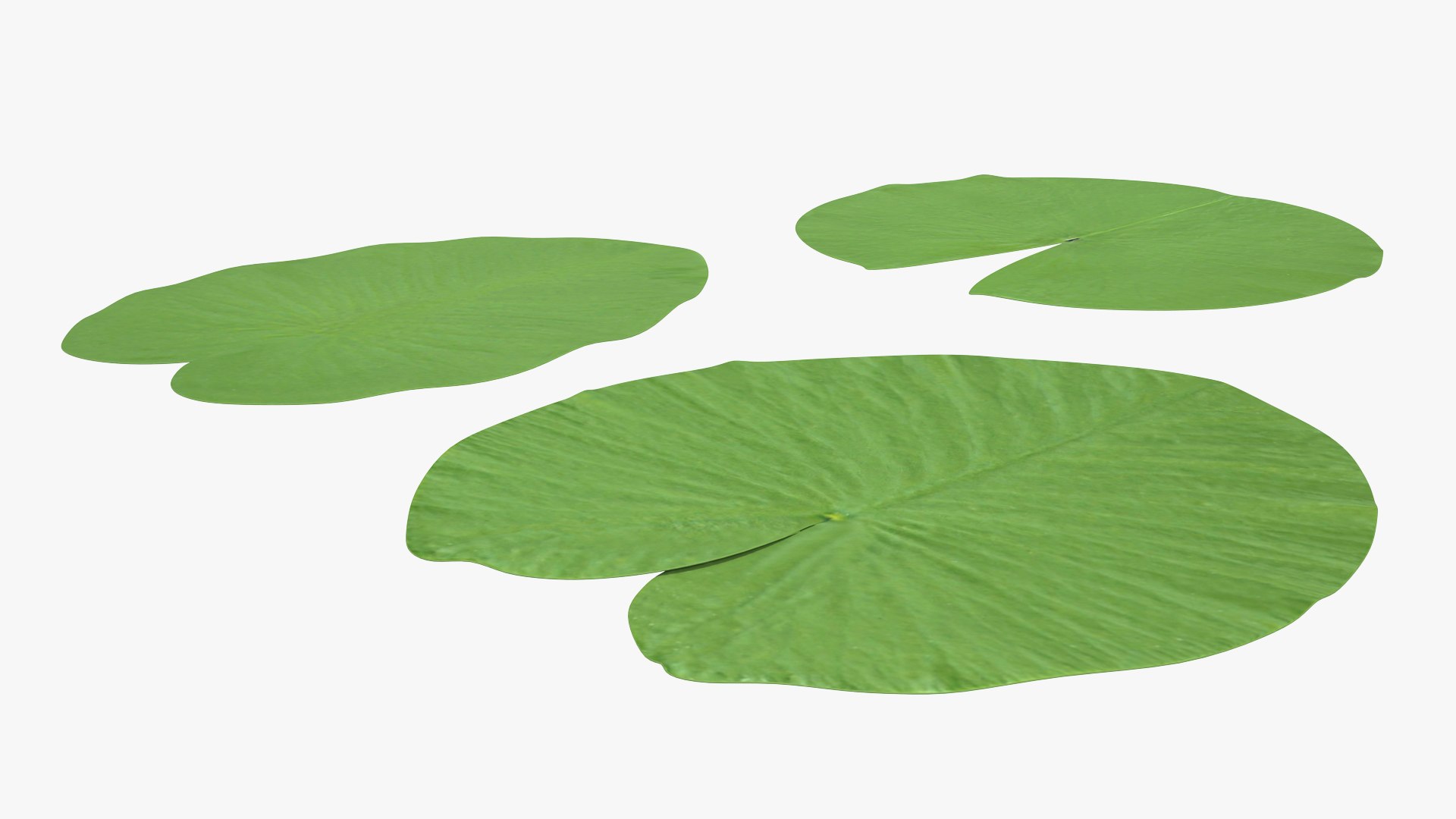 water lily leaf set 3D https://p.turbosquid.com/ts-thumb/Qh/vef6gU/VXQjtWde/waterlilyleafsetvray3dmodel005/jpg/1588209345/1920x1080/fit_q87/06ba910948fa7ce2b8fe9832756a31db73561191/waterlilyleafsetvray3dmodel005.jpg