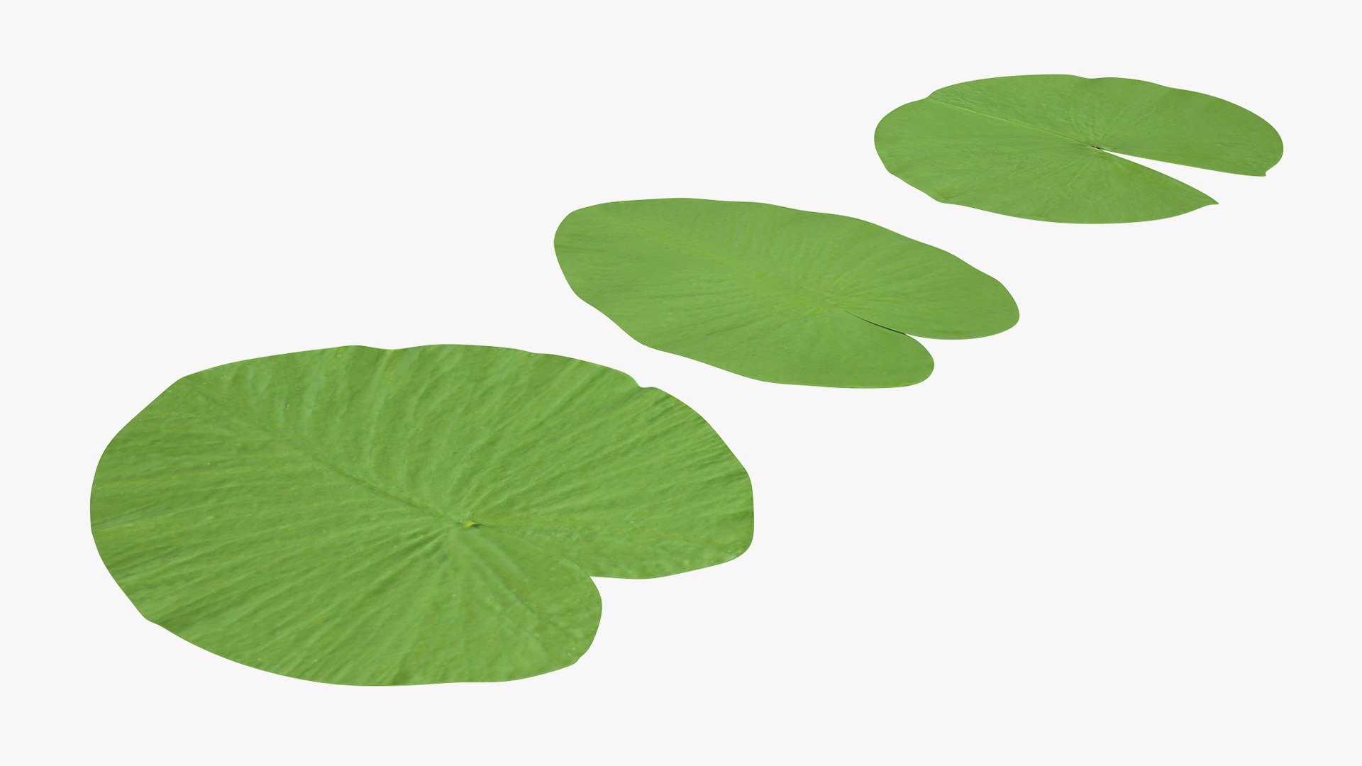 water lily leaf set 3D https://p.turbosquid.com/ts-thumb/Qh/vef6gU/eY1hbImu/waterlilyleafsetvray3dmodel003/jpg/1588209332/1920x1080/fit_q87/850ca045cab64916ae4a7e96006482c104519600/waterlilyleafsetvray3dmodel003.jpg