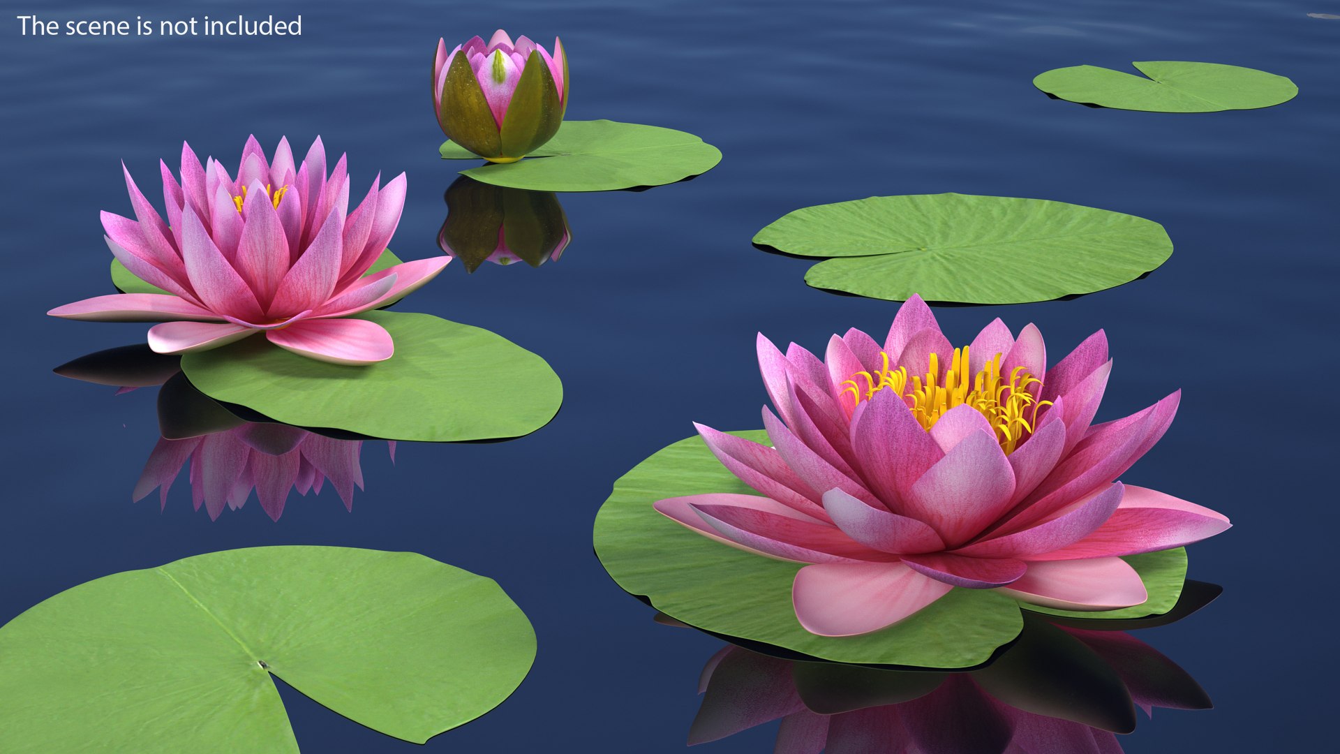 water lily leaf set 3D https://p.turbosquid.com/ts-thumb/Qh/vef6gU/xI2ZMyWZ/waterlilyleafsetvray3dmodel019/jpg/1588209449/1920x1080/fit_q87/5ea0c161322f3fff3341aee4221ff921a5728bbd/waterlilyleafsetvray3dmodel019.jpg