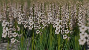 3D model light Pink Gladiolus