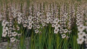 light Pink Gladiolus