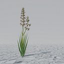 light Pink Gladiolus