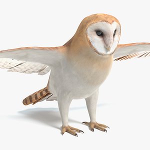3D barn owl