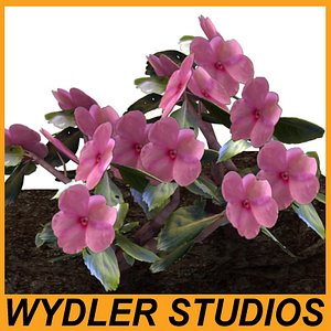 houseplant pottery max