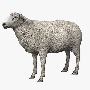 sheep animal beast 3D