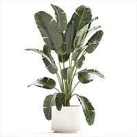 Beautiful Strelitzia banana palm in a flower pot 1242