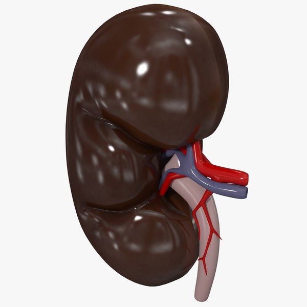 3d model of kidney display modeled