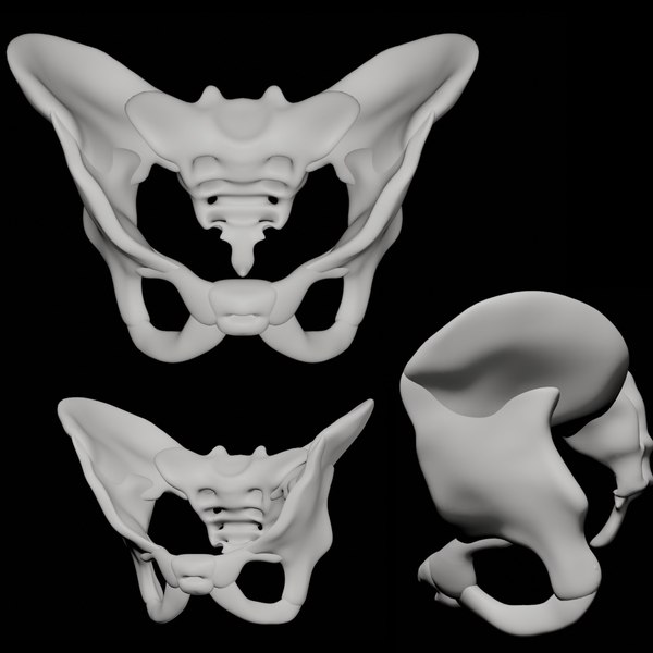 Modelo 3d Pelvis Humana - TurboSquid 1739142