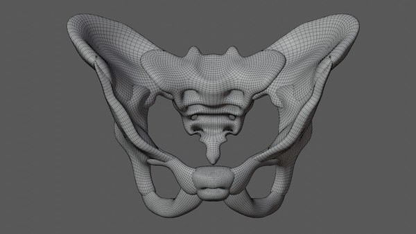 Modelo 3d Pelvis Humana Turbosquid 1739142