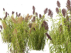 Arundo donax - Giant reed 03 3D model