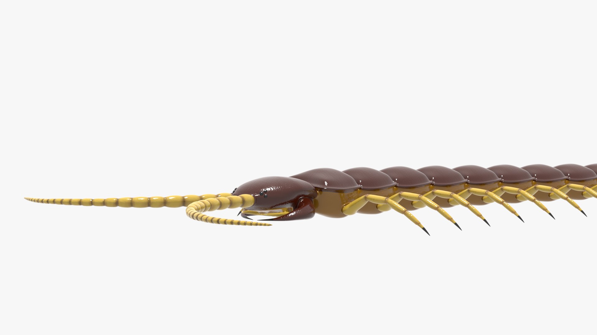 3D Centipede - TurboSquid 1703950