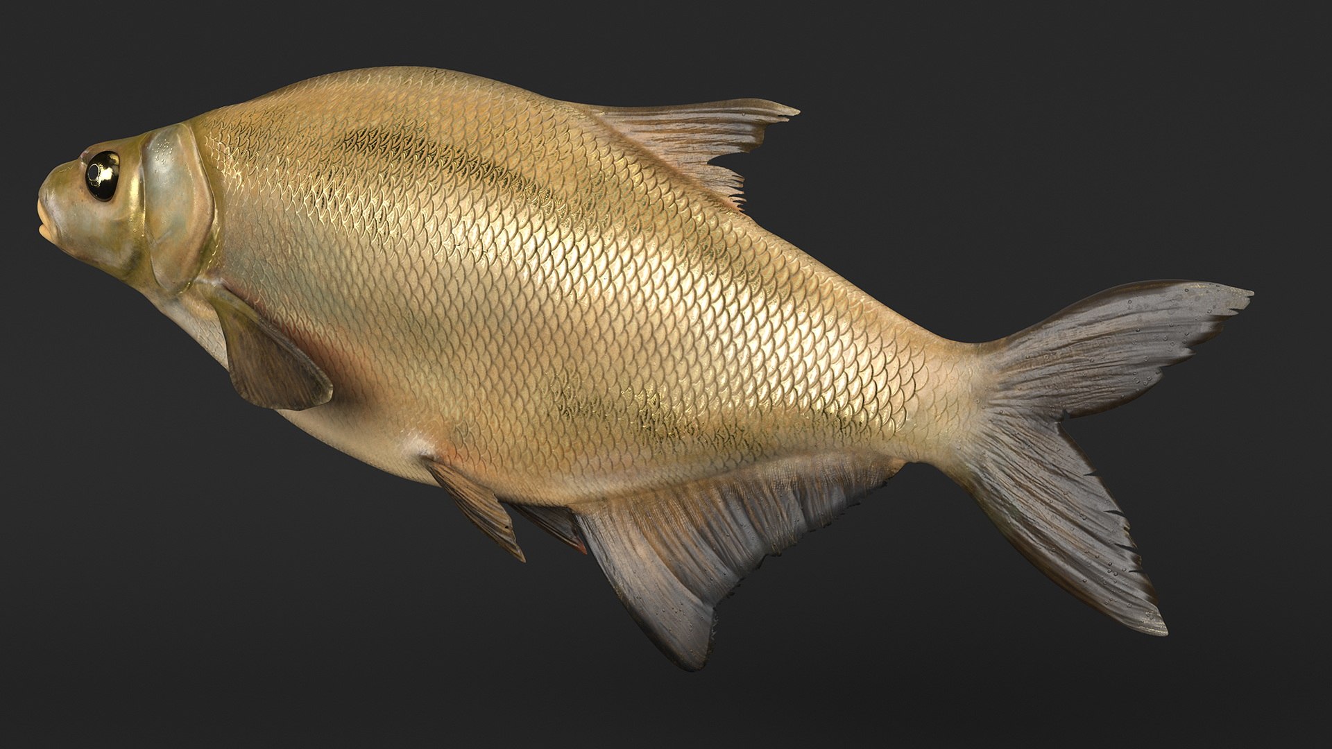 Bronze Bream Fish Rigged For Cinema 4D 3D Model TurboSquid 2164971