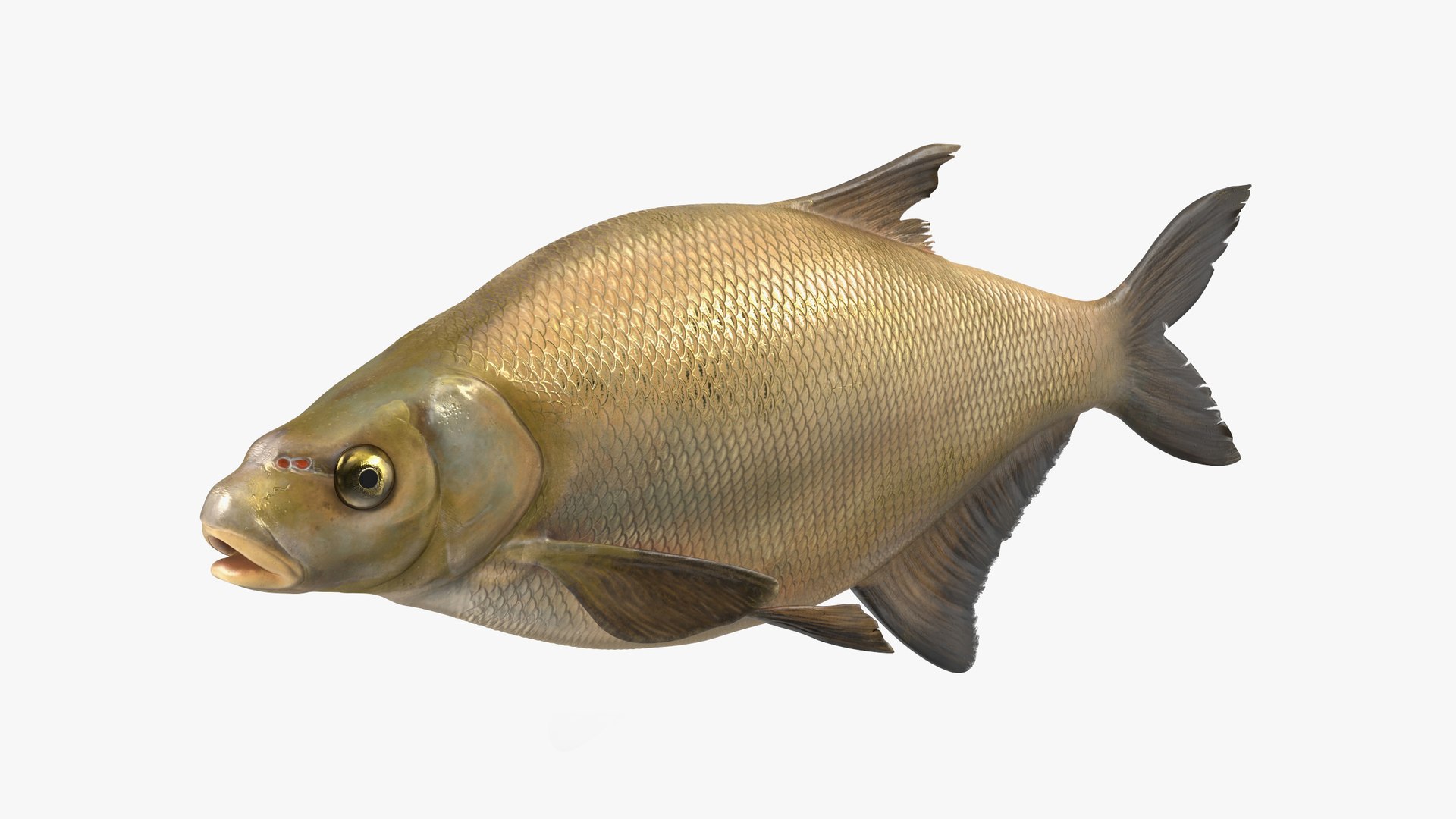 Bronze Bream Fish Rigged for Cinema 4D 3D model preview