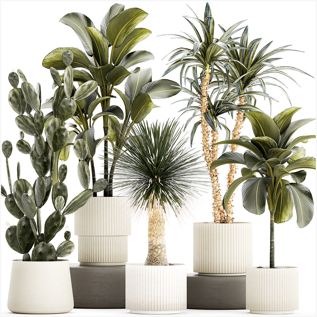 3D Set Of Beautiful Desert Plants In Flowerpots For Decor 1321