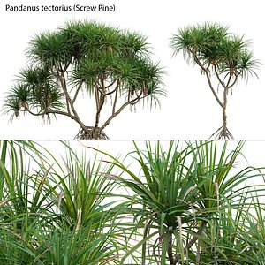 Pandanus tectorius - Screw Pine 02