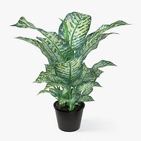 Dieffenbachia Picta Plant