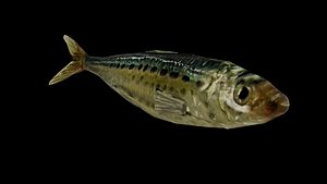 3D Sardine