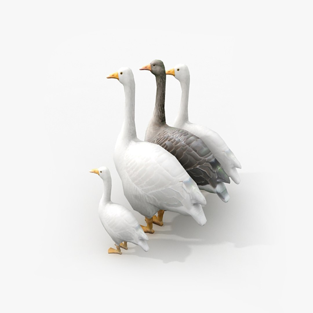 3d model of goose family https://p.turbosquid.com/ts-thumb/Qj/MG8QfE/1SyozGWz/render2/jpg/1324282737/1920x1080/fit_q87/318c8a3ce3e9446b4155930fcb1bf2d70e63ba30/render2.jpg