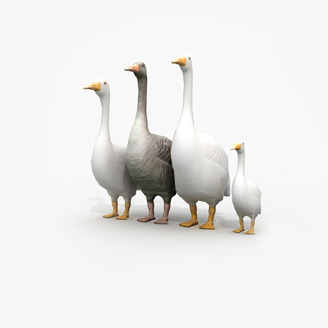 3d model of goose family https://p.turbosquid.com/ts-thumb/Qj/MG8QfE/xaUQABnc/render1/jpg/1324282737/1920x1080/fit_q87/fc8d198c659e4c570097b7c218eb3841c99599e2/render1.jpg