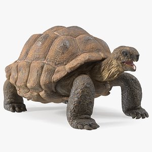 Aldabra Giant Tortoise 3D model