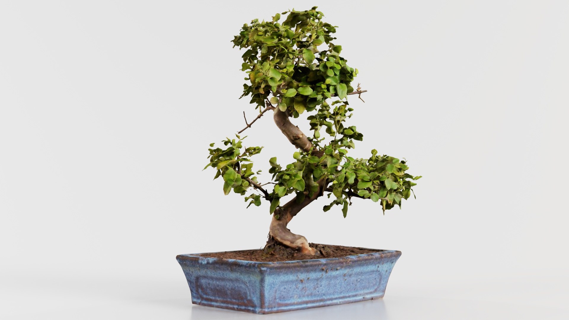 Carmona Bonsai Tree Carmonas Carmona Microphylla Remastered 3D https://p.turbosquid.com/ts-thumb/Qj/OmZ40R/2Y/carmona_bonsai_tree_carmonas_carmona_microphylla_06/jpg/1740402872/1920x1080/fit_q87/2f603e87131b25fee83dd28966d210614dd7d0d0/carmona_bonsai_tree_carmonas_carmona_microphylla_06.jpg
