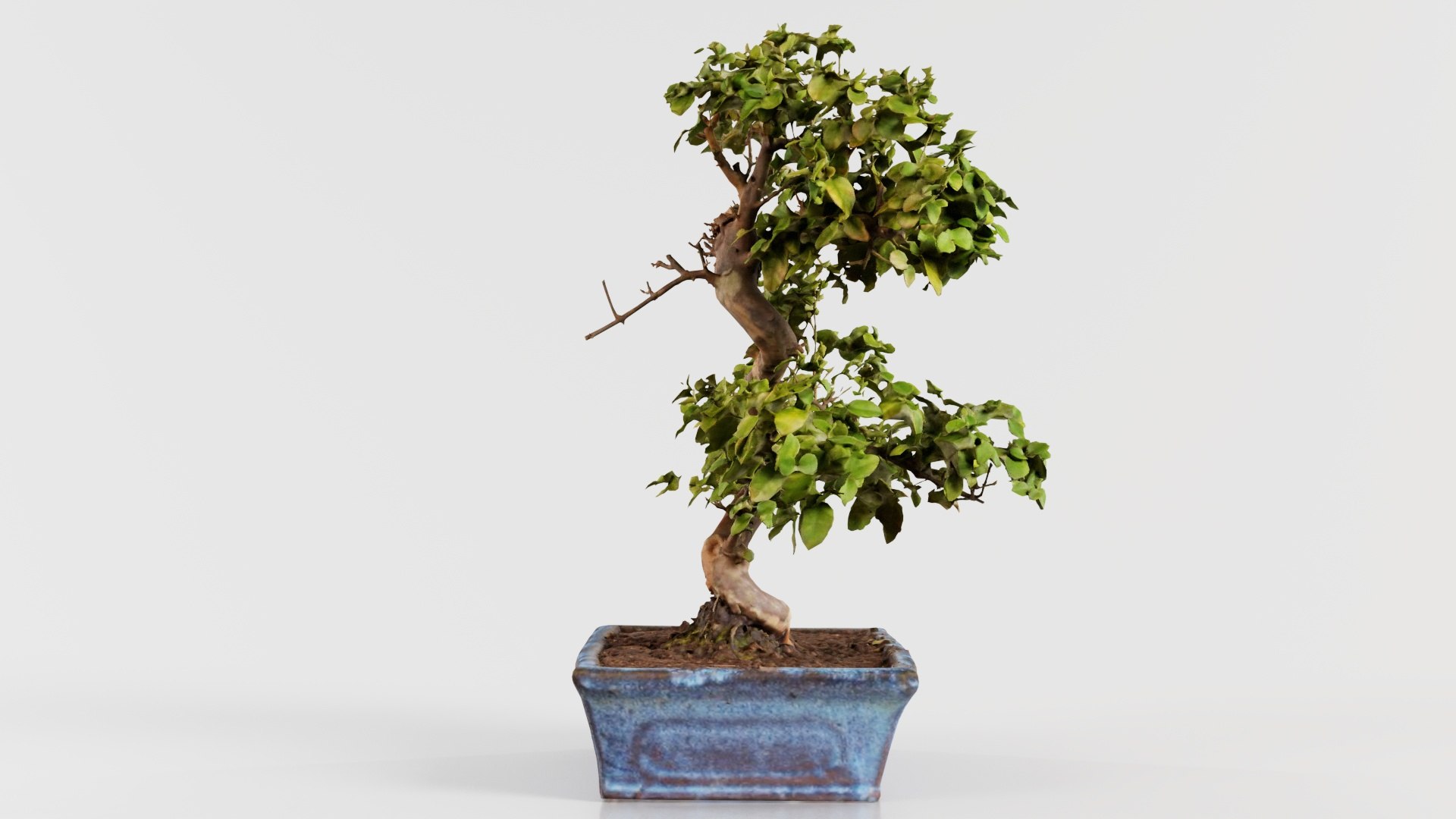 Carmona Bonsai Tree Carmonas Carmona Microphylla Remastered 3D https://p.turbosquid.com/ts-thumb/Qj/OmZ40R/2h/carmona_bonsai_tree_carmonas_carmona_microphylla_08/jpg/1740402877/1920x1080/fit_q87/3ae91e29e5996d91cd118e4c707742b30d69ec7c/carmona_bonsai_tree_carmonas_carmona_microphylla_08.jpg