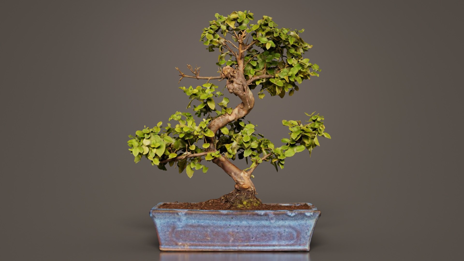Carmona Bonsai Tree Carmonas Carmona Microphylla Remastered 3D https://p.turbosquid.com/ts-thumb/Qj/OmZ40R/3y/carmona_bonsai_tree_carmonas_carmona_microphylla_07/jpg/1740402875/1920x1080/fit_q87/e9782a5fcff74717634b1578b174209dc4419ee5/carmona_bonsai_tree_carmonas_carmona_microphylla_07.jpg