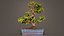 Carmona Bonsai Tree Carmonas Carmona Microphylla Remastered
