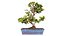 Carmona Bonsai Tree Carmonas Carmona Microphylla Remastered