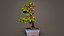 Carmona Bonsai Tree Carmonas Carmona Microphylla Remastered