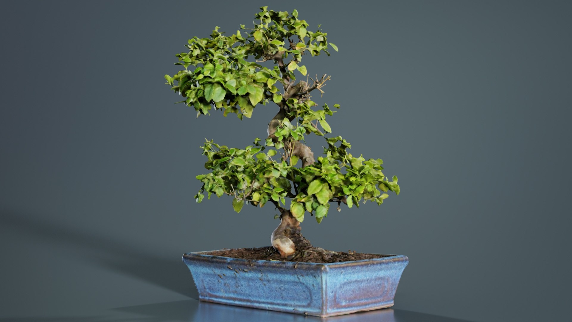 Carmona Bonsai Tree Carmonas Carmona Microphylla Remastered 3D https://p.turbosquid.com/ts-thumb/Qj/OmZ40R/Pi/carmona_bonsai_tree_carmonas_carmona_microphylla_01/jpg/1740402859/1920x1080/fit_q87/96d6023b50625f26058e9a605ddfc7e73bc31bc0/carmona_bonsai_tree_carmonas_carmona_microphylla_01.jpg