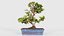 Carmona Bonsai Tree Carmonas Carmona Microphylla Remastered