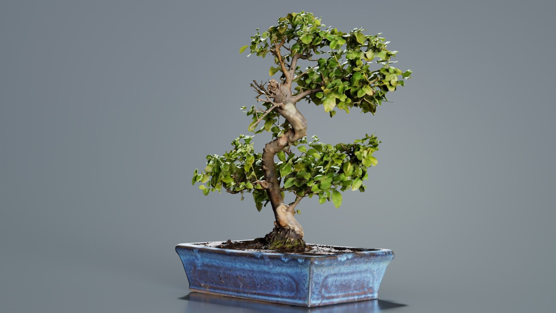 Carmona Bonsai Tree Carmonas Carmona Microphylla Remastered 3D https://p.turbosquid.com/ts-thumb/Qj/OmZ40R/XX/carmona_bonsai_tree_carmonas_carmona_microphylla_04/jpg/1740402866/1920x1080/fit_q87/898513d4ce20225145645b97e96dd7b5927c4126/carmona_bonsai_tree_carmonas_carmona_microphylla_04.jpg