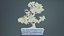 Carmona Bonsai Tree Carmonas Carmona Microphylla Remastered
