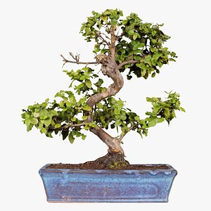 Carmona Bonsai Tree Carmonas Carmona Microphylla Remastered 3D